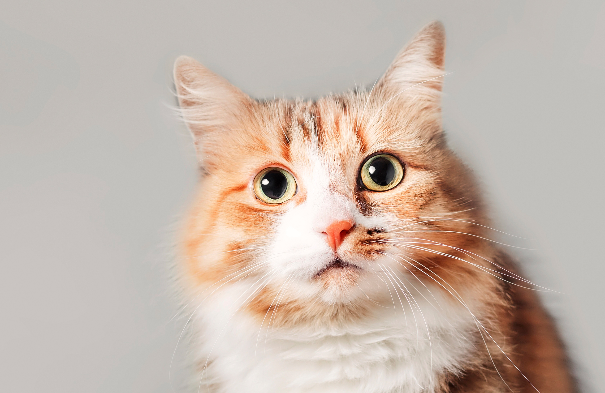6_BANNER-GATO